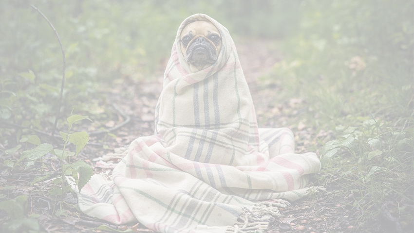 Cosas que no debes olvidar sobre la desparasitación de tu perro