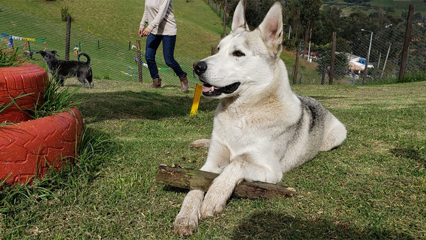 4 dias de colegio para perros