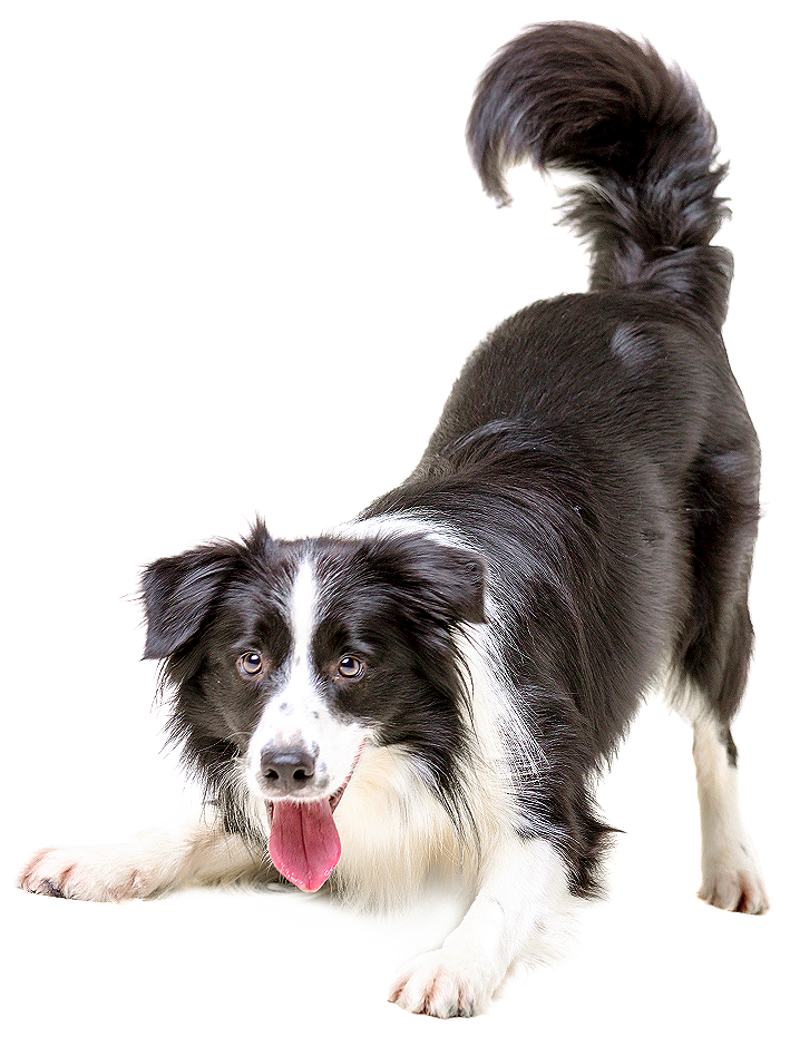 hotel perros hotel para perros mas que guau