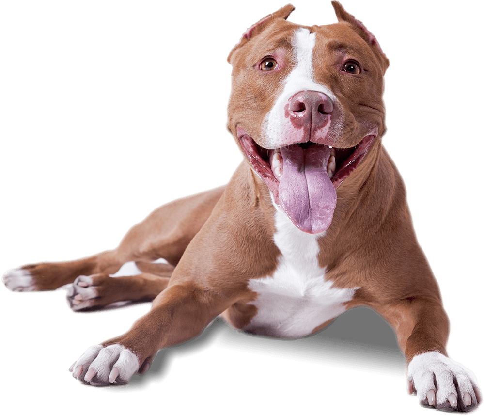 colegio perros colegio para perros mas que guau