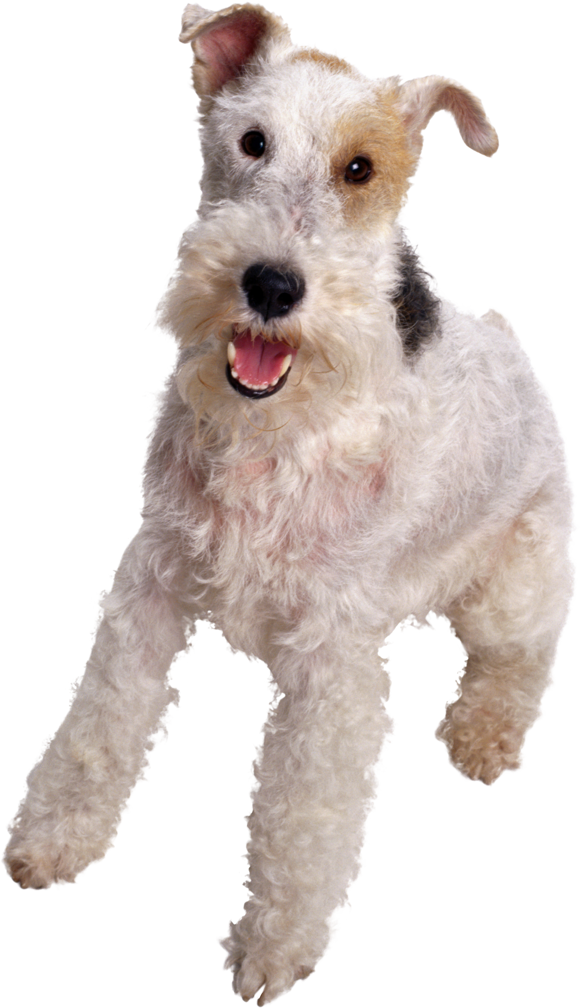 colegio perros colegio para perros mas que guau