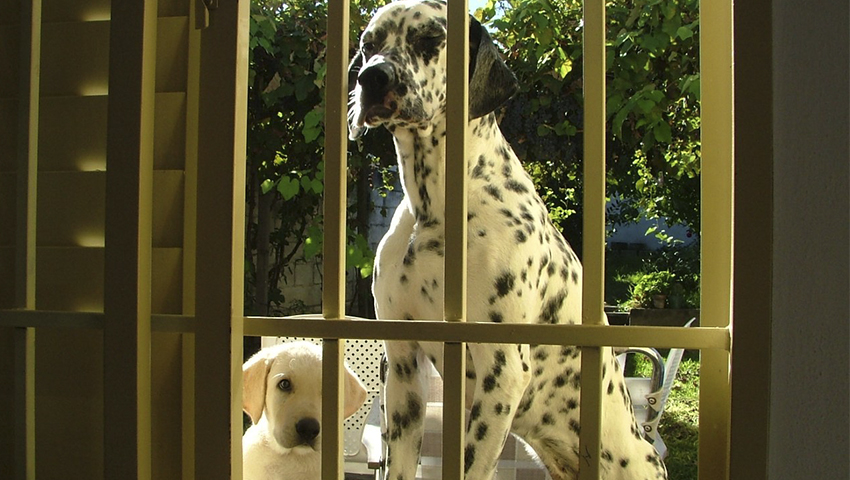 Perro adulto y perro cachorro