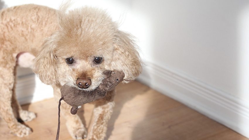 actividades para perros en casa aprender nombres