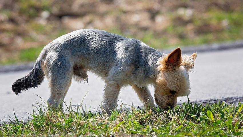 actividades para perros en casa esconder golosinas