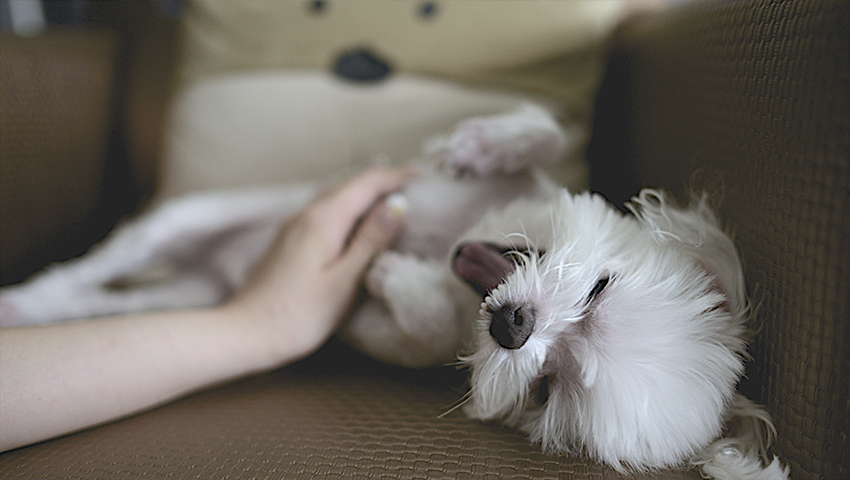 actividades para perros en casa masajes