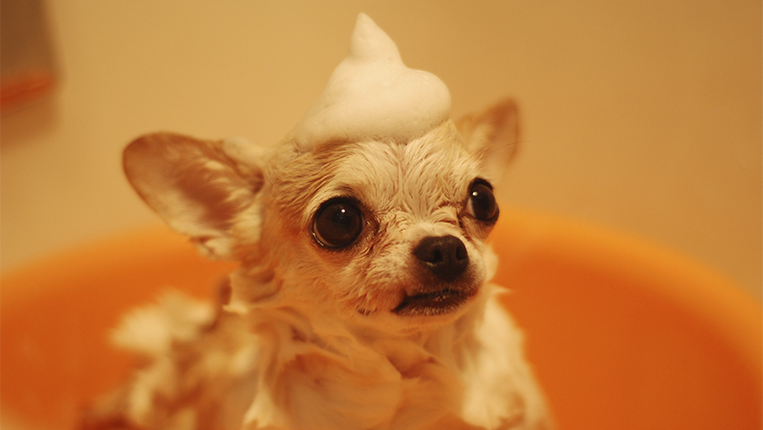 bano perro ByNishizuka Pexels