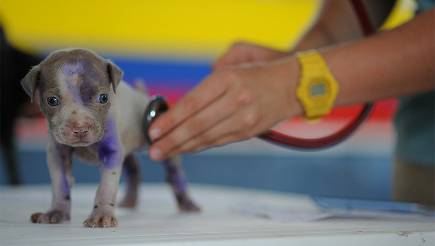 desparasitar cachorros