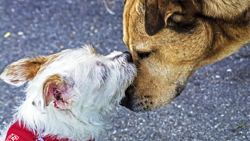 perros diferentes tamanos ByBinZiegler Pexels