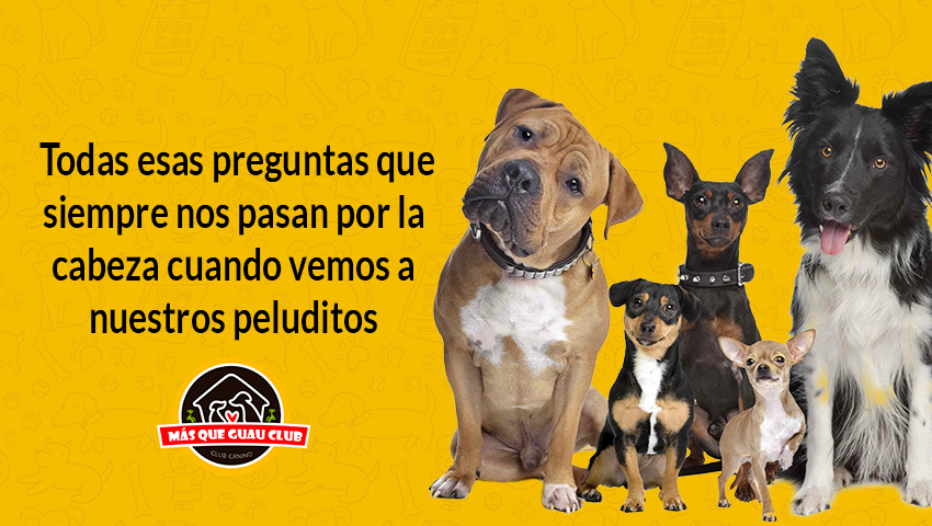 ¿Por qué mi perro?
