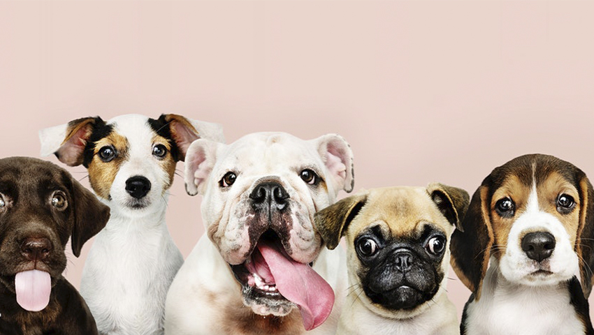 Diferentes razas de perros