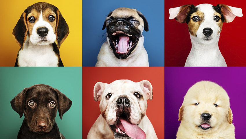como elegir un perro