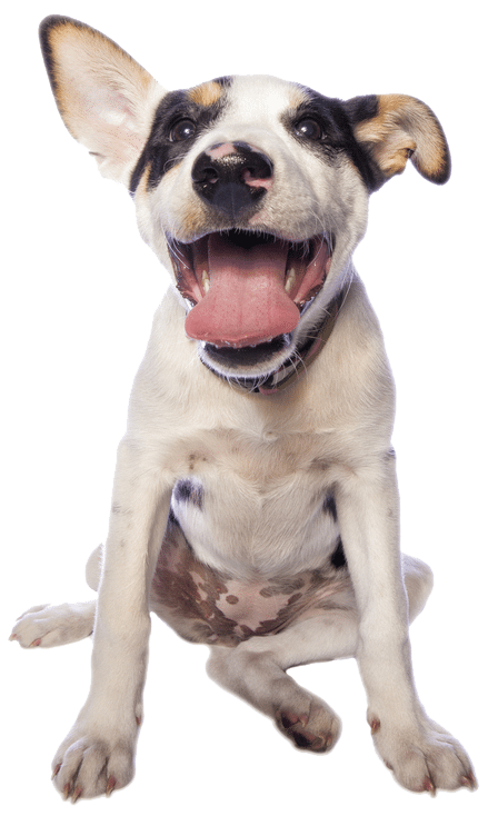 colegio perros colegio para perros mas que guau