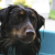 Cosas que (probablemente) no sabías sobre bañar a tu perro